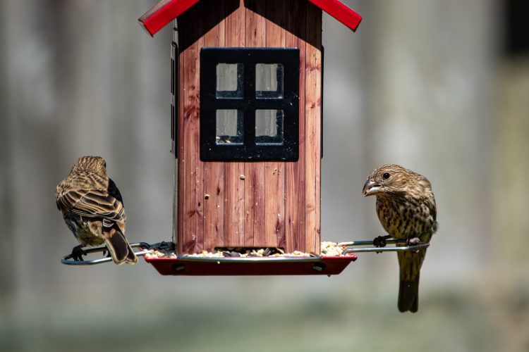 Bird Garden | Sell your home for cash