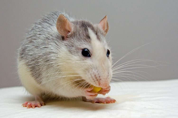 Rodent Control | Sell Your Home Privately Fort Worth