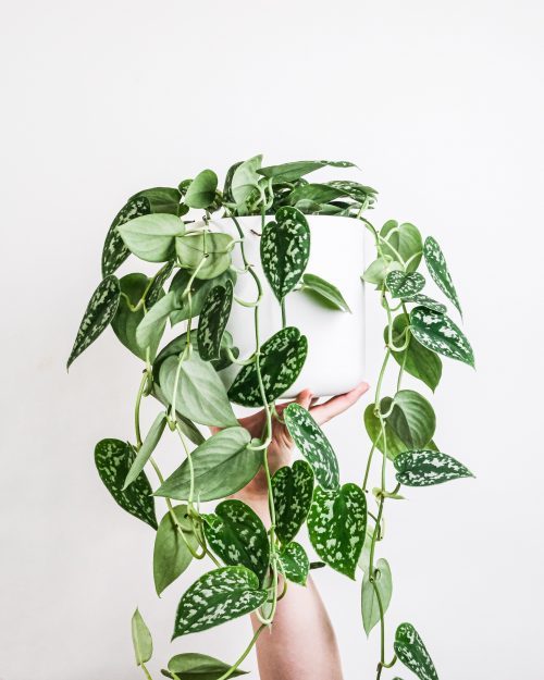Best houseplants | cash property buyers in Fort Worth