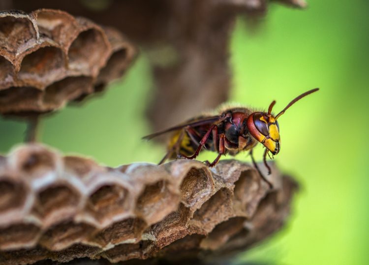 Wasp | Spring Cleaning and Pest Prevention Tips Dallas