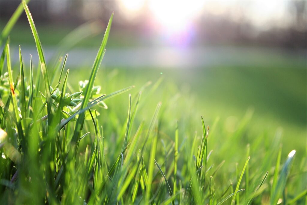 Get Rid of Weeds | Lawn Care | Fort Worth