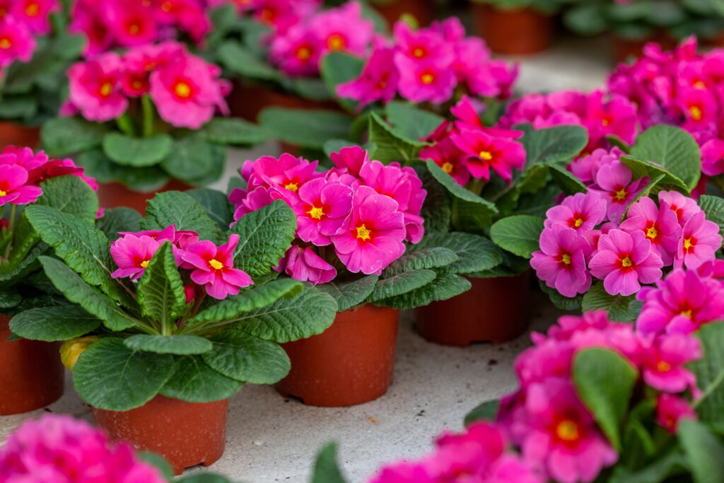 Fertilizer Guide | Best Fertilizer for Indoor Flowering Plants | Cash for houses Fort Worth