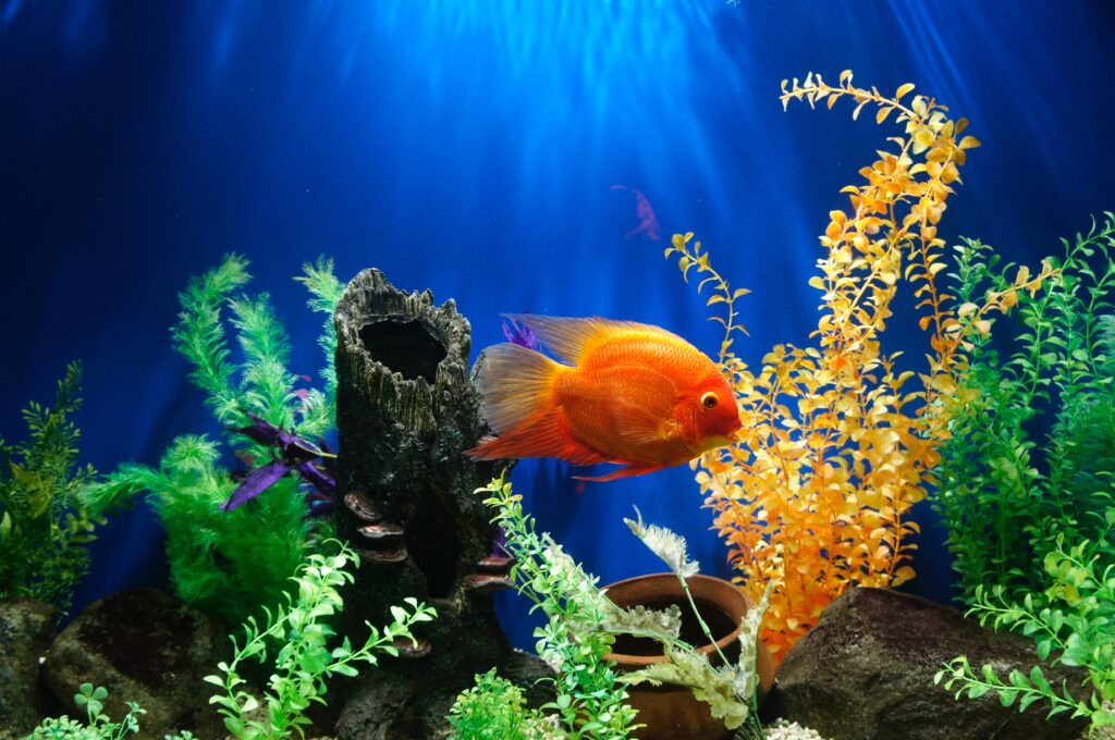 How to Care for an Aquarium | Cash for Houses agency in Dallas