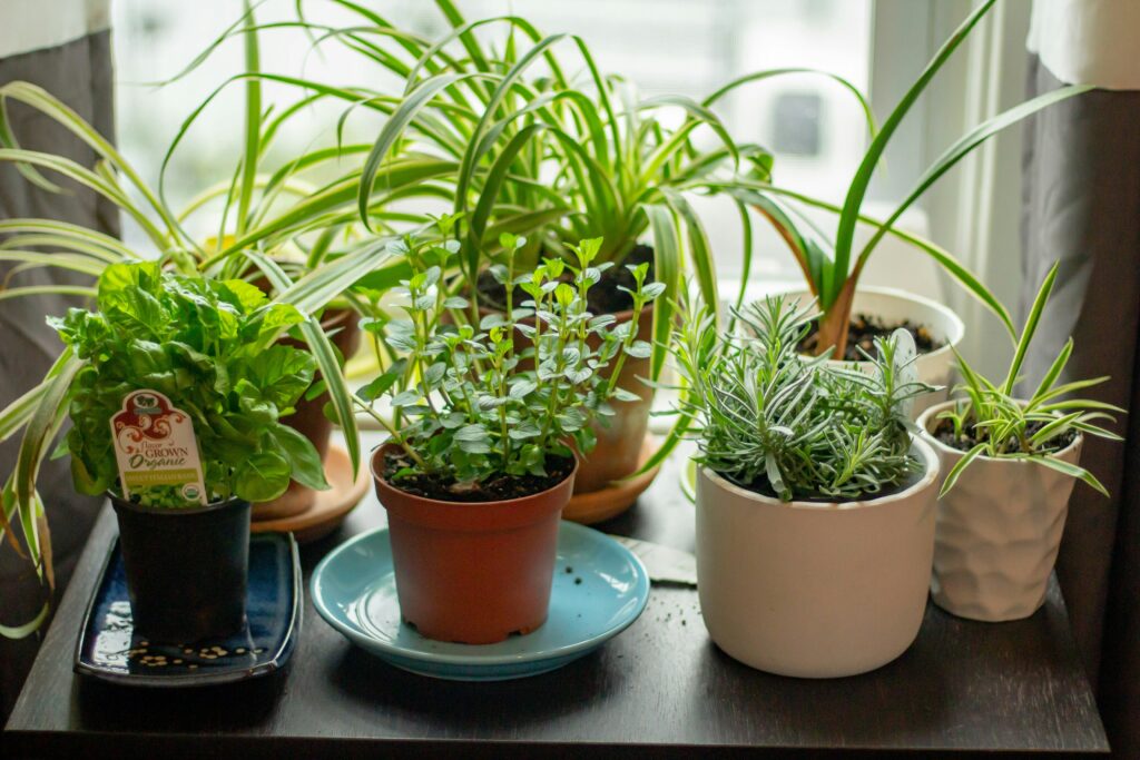 Kitchen Garden | Balcony Container Plant Ideas | Windowsill Plants | Cash for Houses Dallas