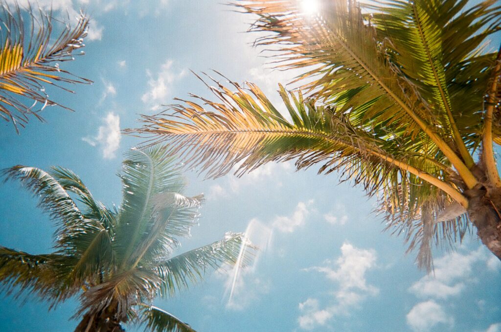 picture in Florida of palm trees